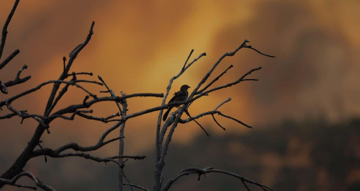 A bird in branches during a forest fire in Santiago, Chile