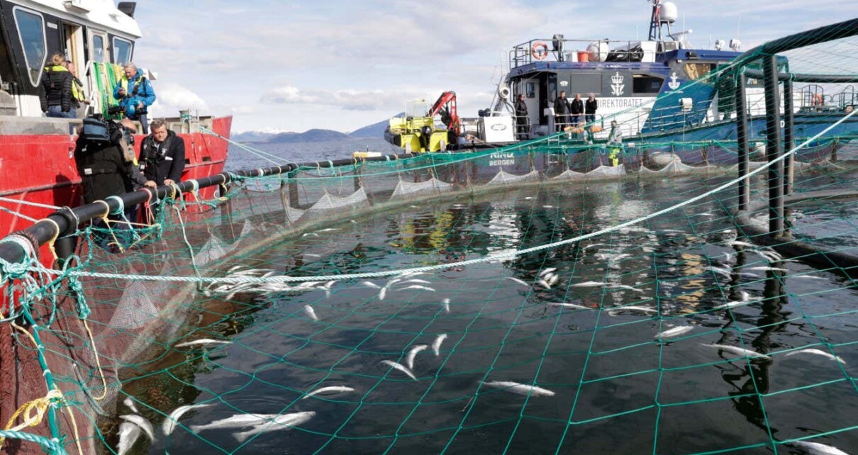 Salmon farms are increasingly being hit by mass die-offs