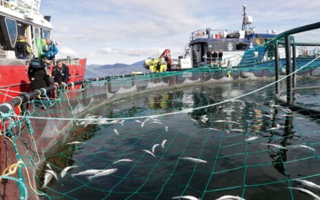 Salmon farms are increasingly being hit by mass die-offs