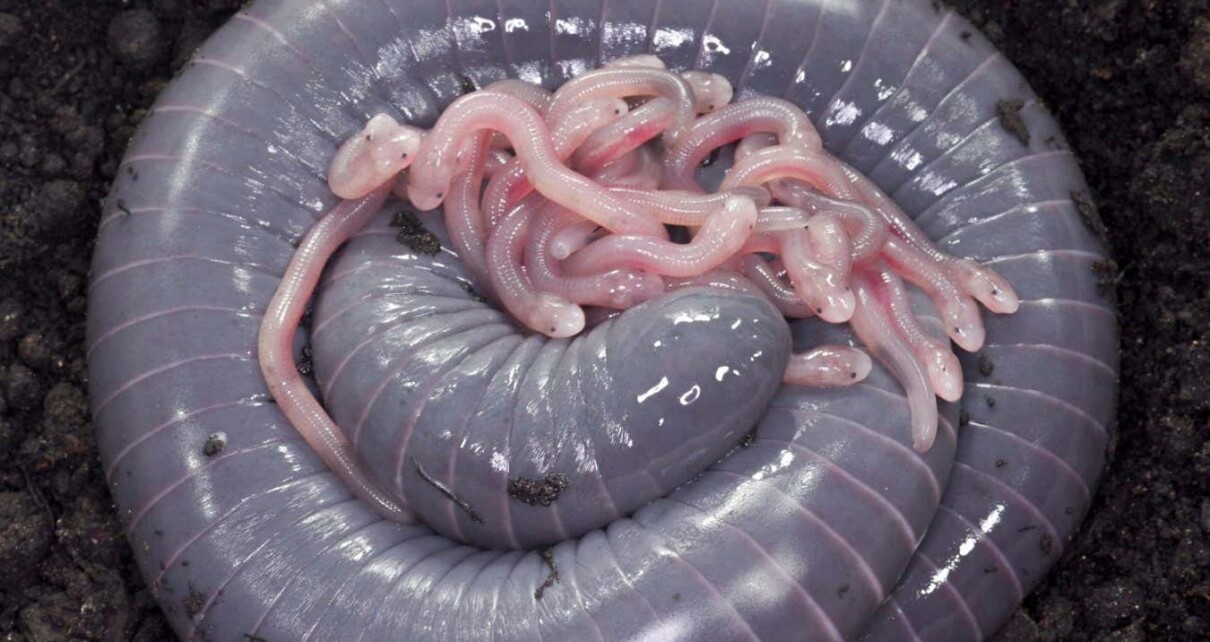 Worm-like caecilian produces a kind of milk for its hatchlings