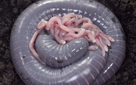 Worm-like caecilian produces a kind of milk for its hatchlings