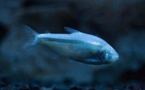 Blind cave fish offers lessons in how to survive starvation
