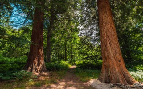 Giant sequoia trees are growing surprisingly quickly in the UK