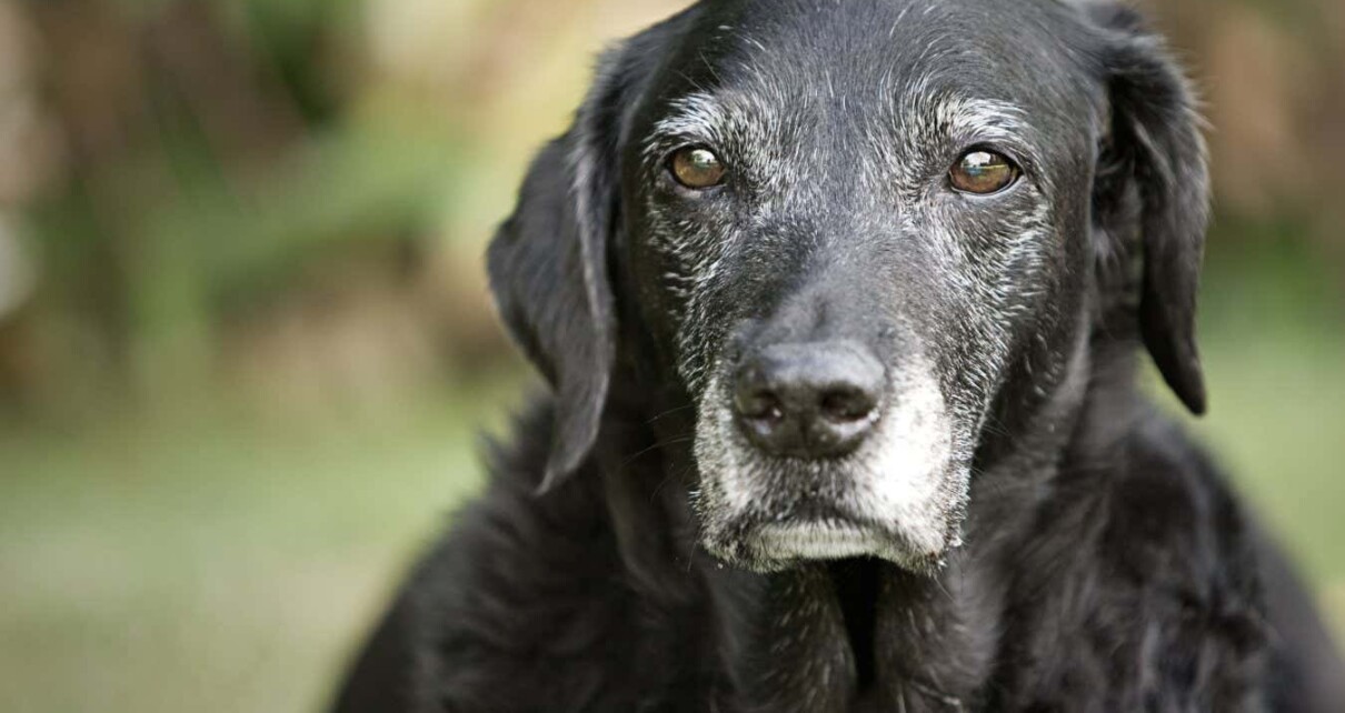 Can a pill really reverse ageing in dogs? Don't get your hopes up yet
