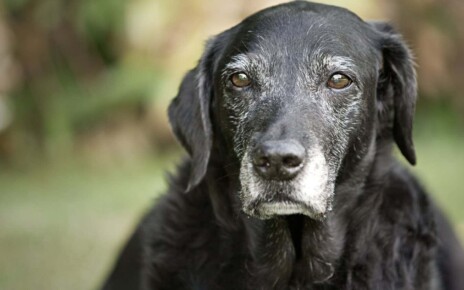 Can a pill really reverse ageing in dogs? Don't get your hopes up yet