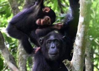 Chimp mothers play with their youngsters even when times are tough