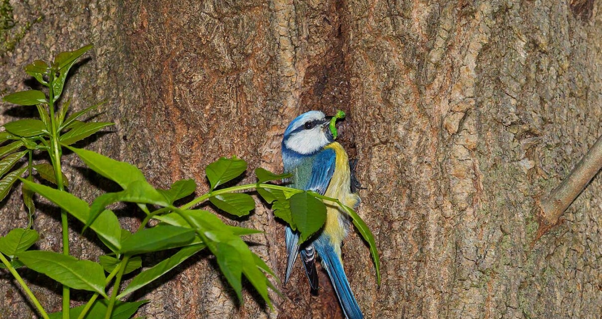 Blue tits shared a tree hollow with bird-eating bats – and survived