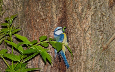 Blue tits shared a tree hollow with bird-eating bats – and survived