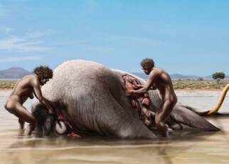 Mammoth carcass was scavenged by ancient humans and sabre-toothed cats