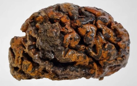 Human brains have been mysteriously preserved for thousands of years