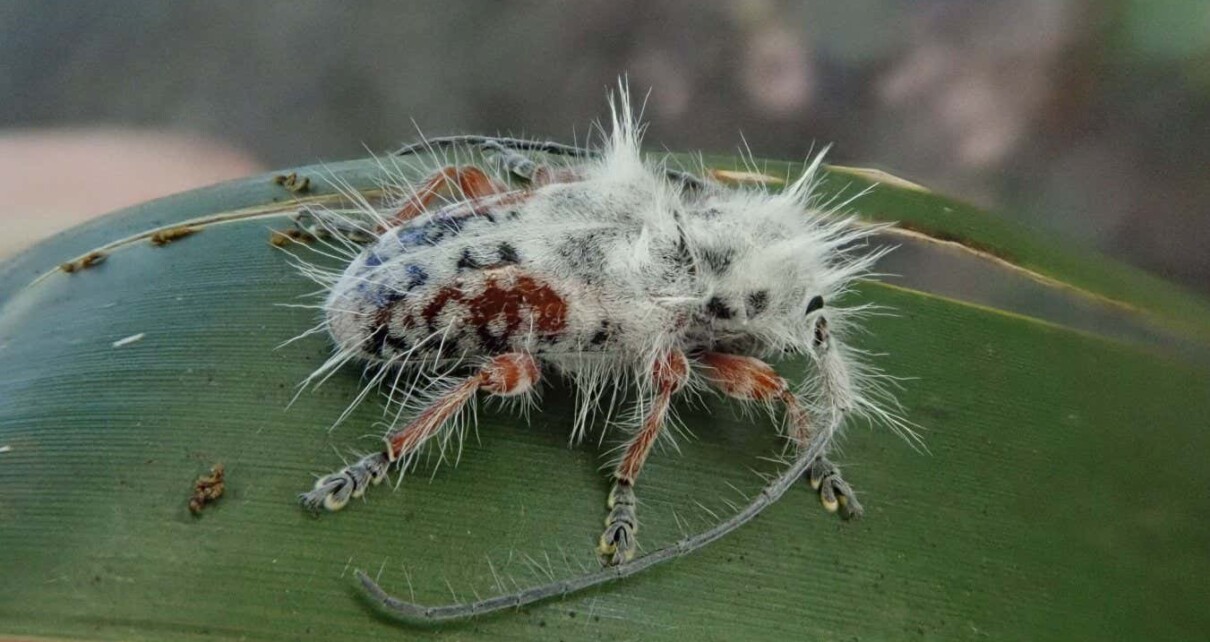 A new species of fluffy longhorn beetle found in Queensland, Australia