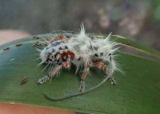 A new species of fluffy longhorn beetle found in Queensland, Australia