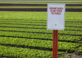 Organic farms trigger more pesticide use on nearby conventional farms