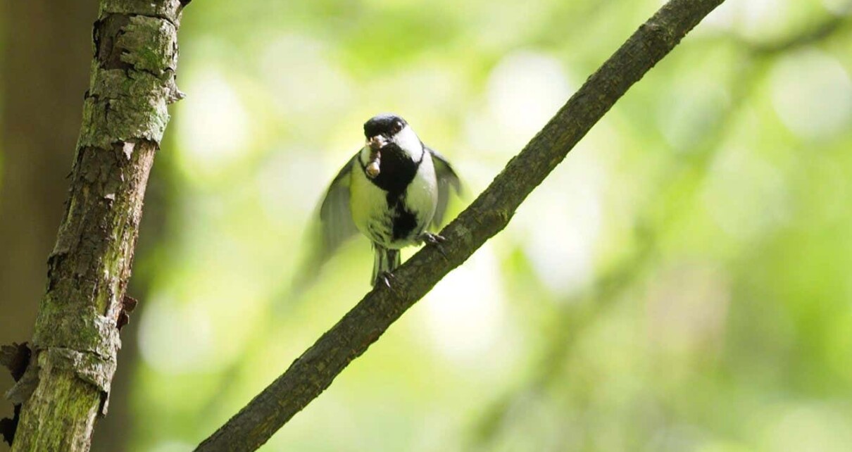 A female Japanese tit fluttering its wings
