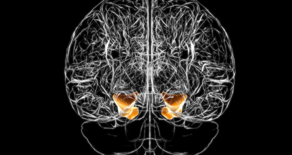 Brain parahippocampal gyrus