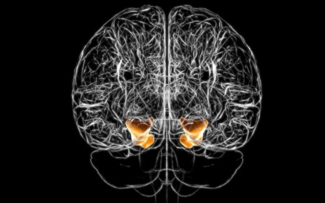 Brain parahippocampal gyrus