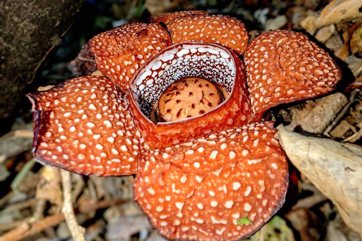 Rafflesia panchoana on Mt Kemalugong