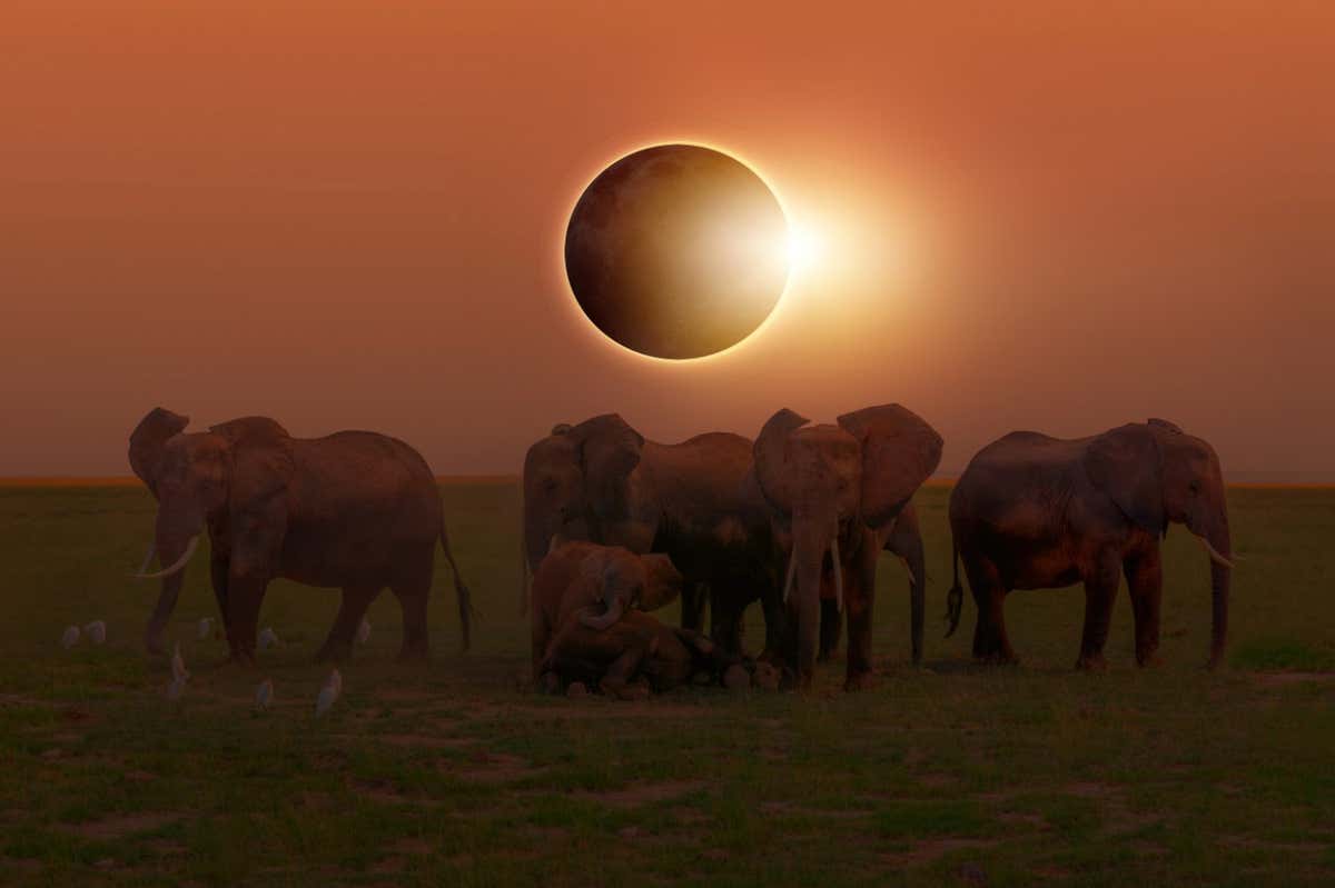 Solar Eclipse and elephants