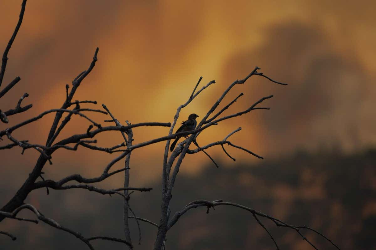 A bird in branches during a forest fire in Santiago, Chile