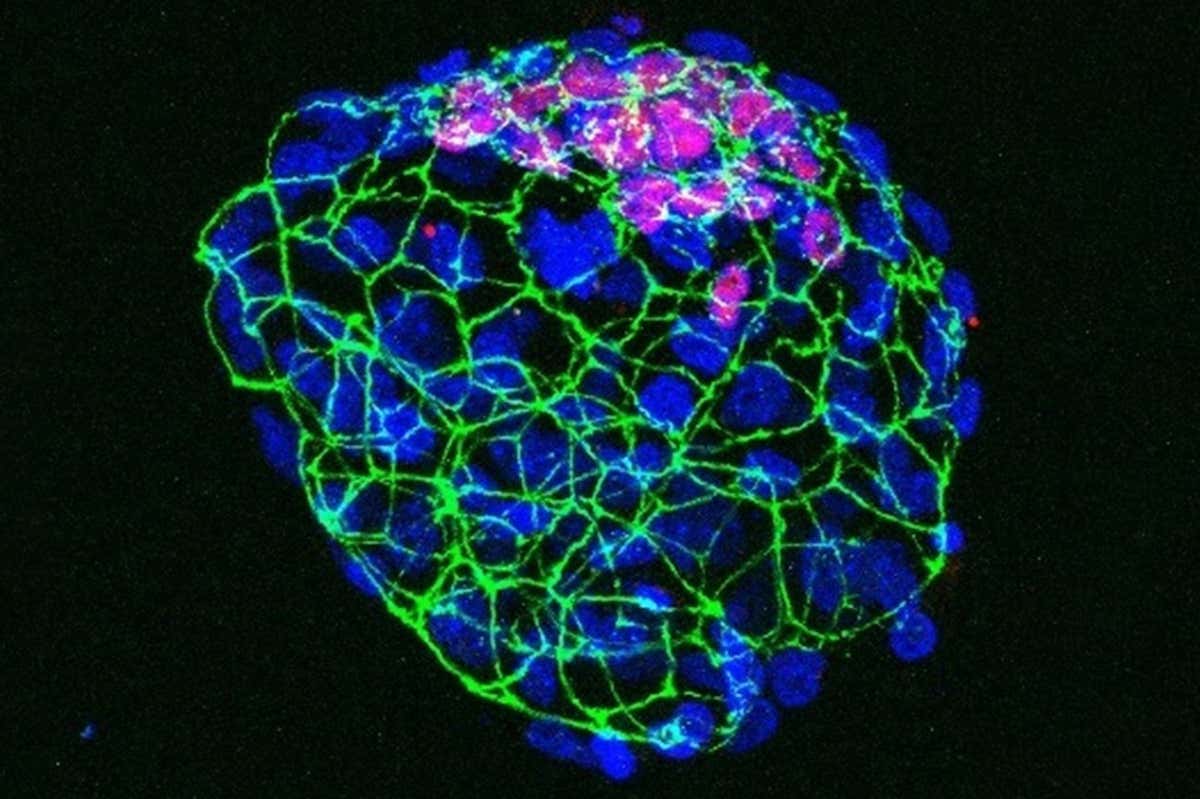 A mouse embryo that has paused its development due to nutrient depletion
