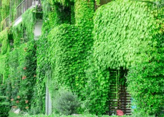 PP65DP Building with climber plants, ivy growing on the wall and grass on the floor. Ecology and green living in city, urban environment concept.