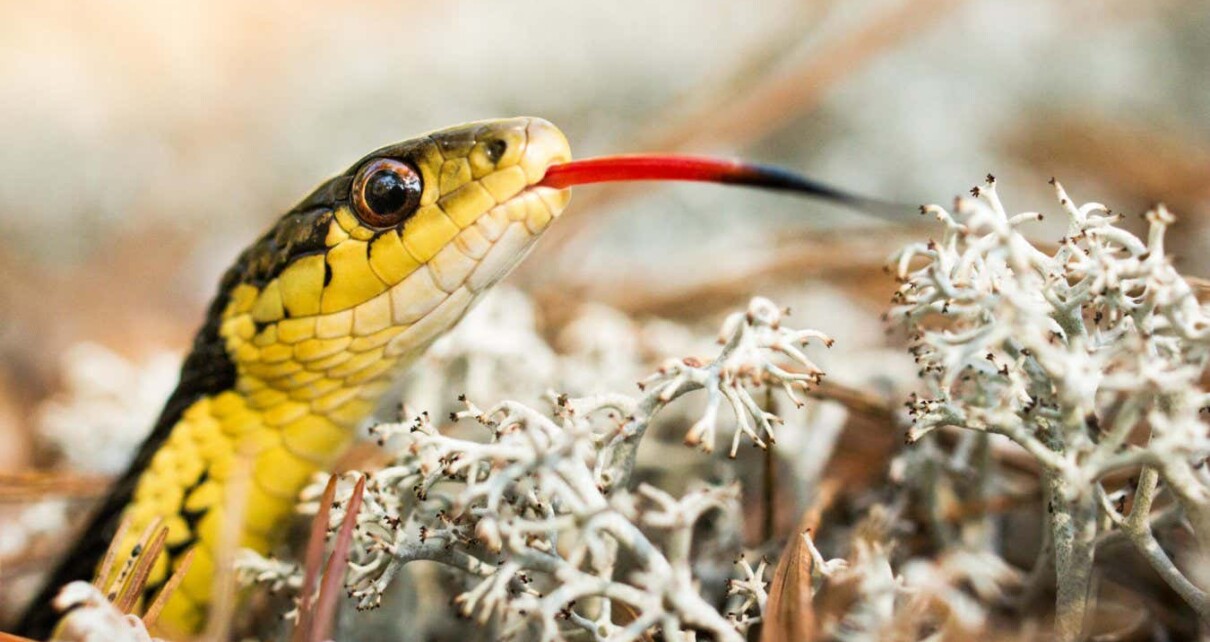 Snakes show signs of self-recognition in a smell-based 'mirror test'