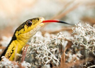 Snakes show signs of self-recognition in a smell-based 'mirror test'