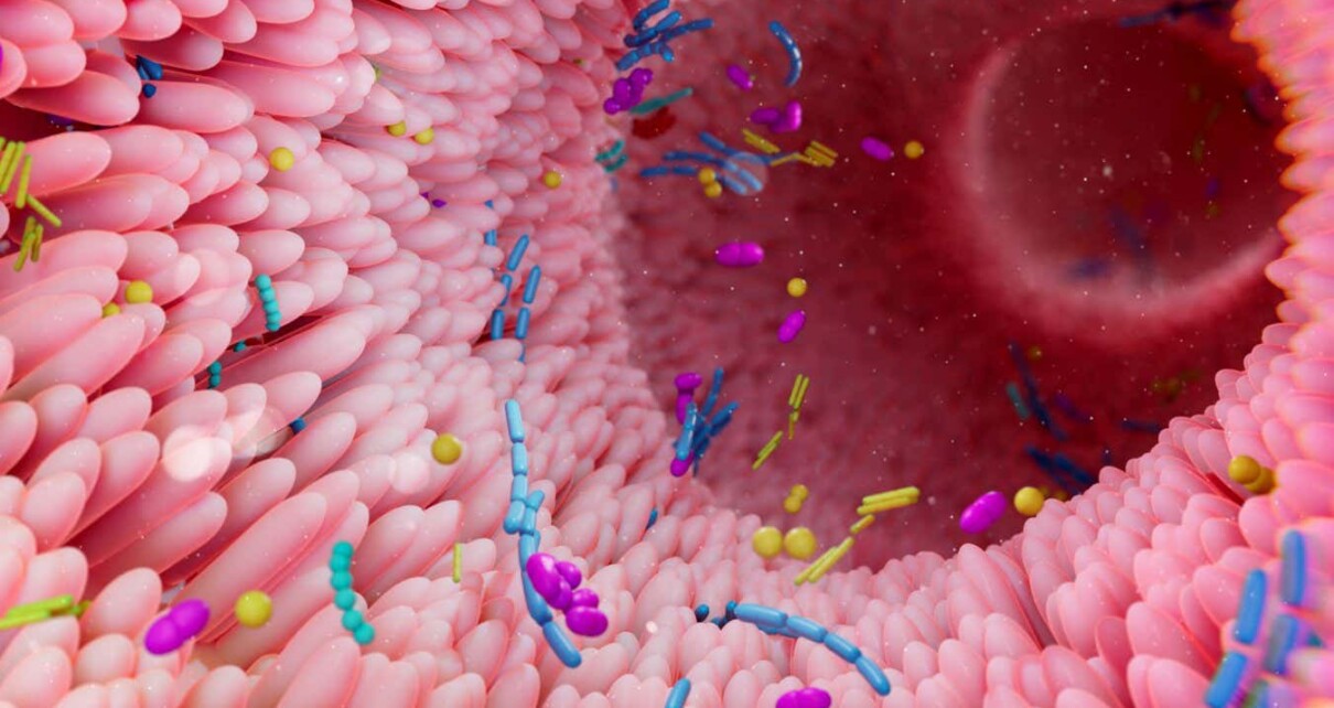 Illustration of the human gut microbiota.