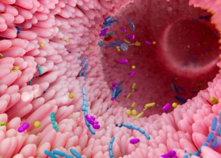Illustration of the human gut microbiota.