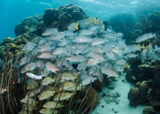 Marine protected areas aren't helping fish populations recover