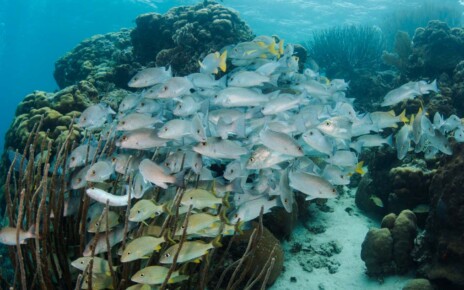Marine protected areas aren't helping fish populations recover