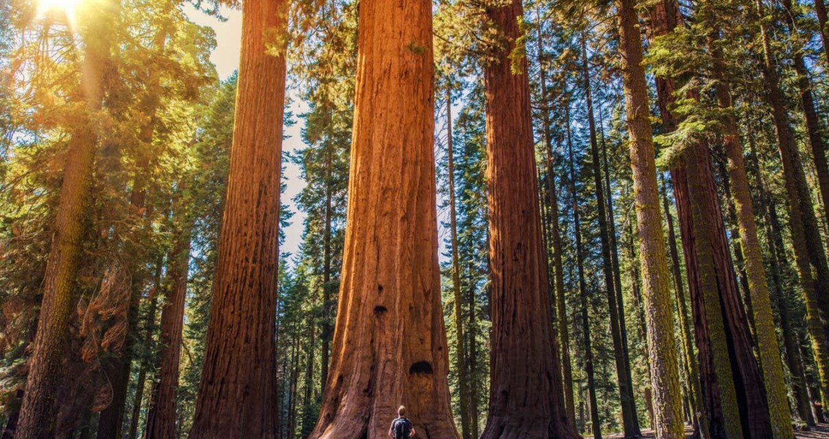 Suppressing wildfires is harming California’s giant sequoia trees