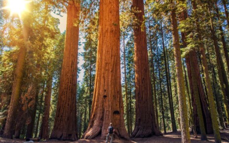 Suppressing wildfires is harming California’s giant sequoia trees