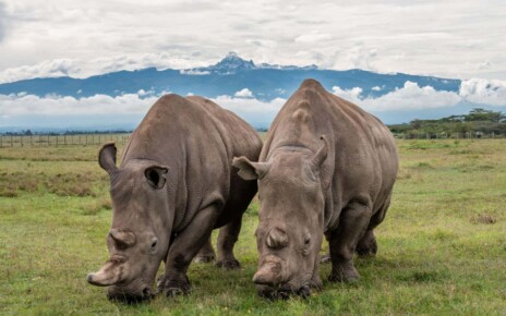 Northern white rhino could be saved from extinction using frozen skin