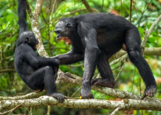 ‘Peaceful’ male bonobos may actually be more aggressive than chimps