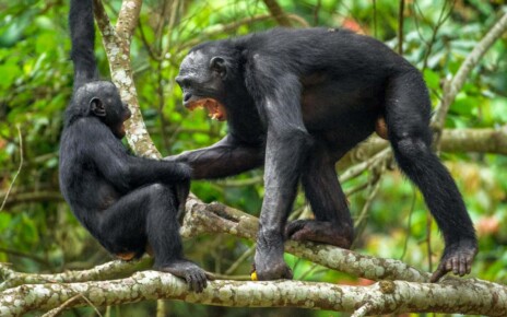 ‘Peaceful’ male bonobos may actually be more aggressive than chimps