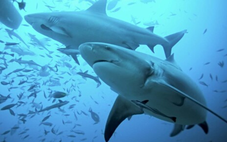 Deadly upwellings of cold water pose threat to migratory sharks