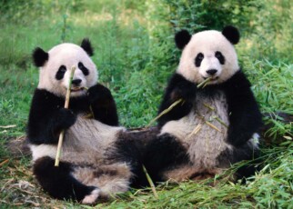 Are panda sex lives being sabotaged by the wrong gut microbes?