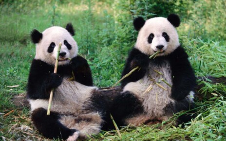 Are panda sex lives being sabotaged by the wrong gut microbes?