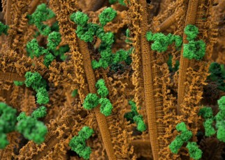 Aggregates of the protein alpha-synuclein (brown) and antibodies (green)