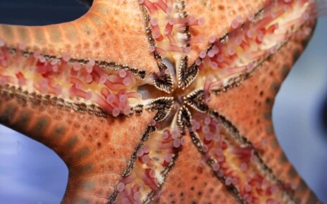 Starfish have hundreds of feet but no brain – here's how they move